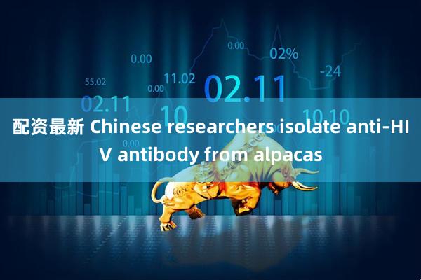 配资最新 Chinese researchers isolate anti-HIV antibody from alpacas